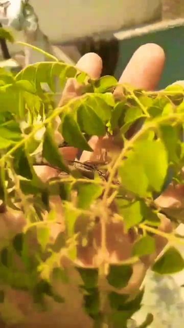 #curryleavesplant #plants #curryplant #gardening #curryleaves #curryleaveschannel смотреть онлайн