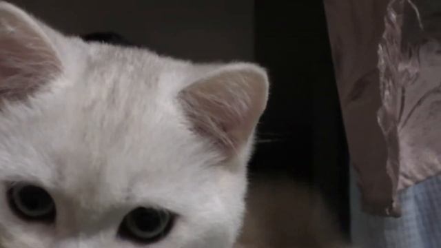 Показываю как играются котята смотреть онлайн