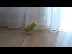 СУББОТНИЙ ДЕНЬ ПОПУГАЯ ТОШИ ▶️ ПОПУГАЙ ИГРАЕТ  В ПРЯТКИ ▶️ зеленый попугайчик TV