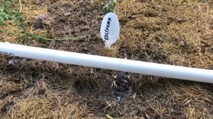 Подкормка томатов в начале плодоношения. Чем удобрять помидоры.