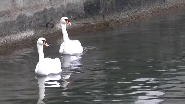 Luzern - Kapellbrücke смотреть онлайн