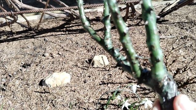 Пришла посылка с заменной розой Лаваглут от Поиска. 2025. смотреть онлайн