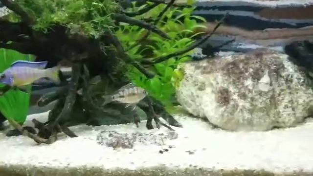 Aulonocara Koningsi F1, Aulonocara Bicolor 500, Haplochromis Sp Ruby Green, Fishroom update. смотреть онлайн