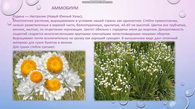Характеристика сухоцветов смотреть онлайн