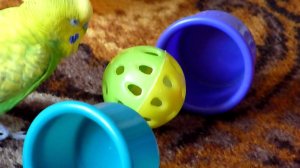 Ищу ПОПУГАЯ Тошу//Чем занят ПОПУГАЙ?//Волнистый попугай играет