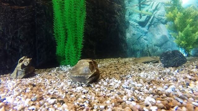 Nailfish Wacky смотреть онлайн