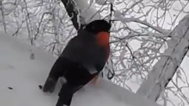 Весёлые снегири смотреть онлайн