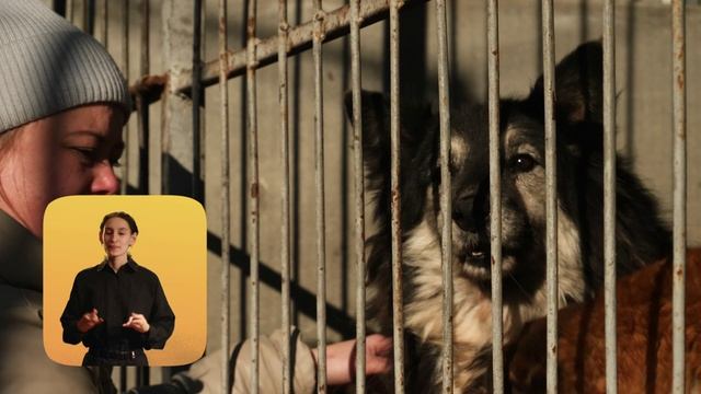 Мягкие лапки (На русском жестовом языке)