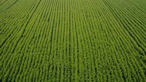 Виноград Маркетт характеристика и описание сорта - Ягоды