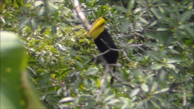 Ramphastos ambiguus (Black mandibled toucan) смотреть онлайн
