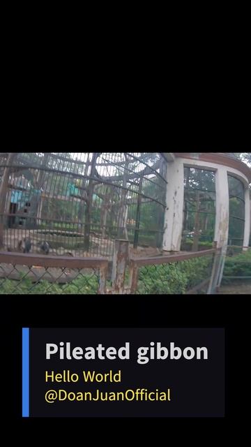 🍉🙉Pileated gibbon #shorts #shortvideo #videoshort смотреть онлайн