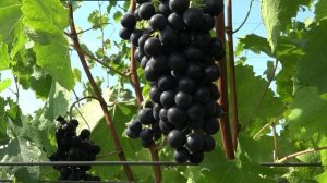 Виноград Шкода 2024г