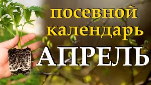 Подробный посевной календарь на апрель 2025. Какие цветы и овощи надо сеять весной