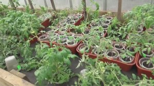 Сохнут семядоли у рассады томатов! Что делать?