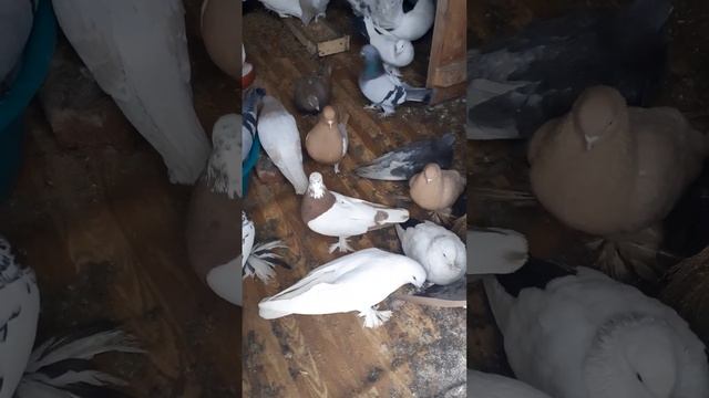 голуби уфа смотреть онлайн