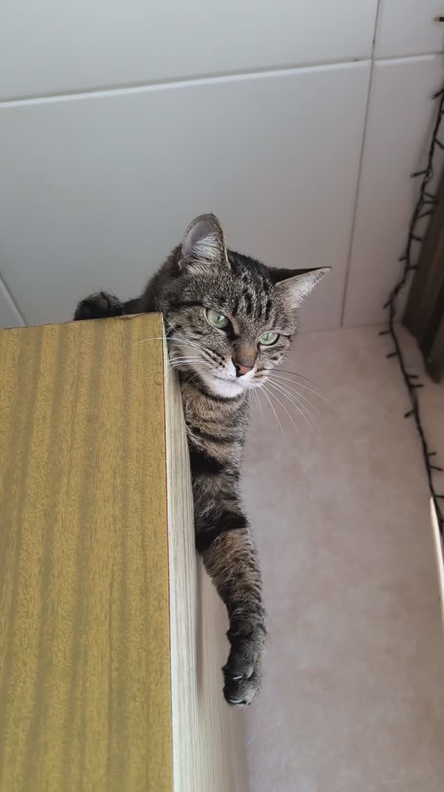 Кошка играет с палочкой, лёжа на шкафчике смотреть онлайн