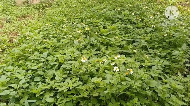 lam g kam g kam qau nkag kiag kuv suab tsaj tawm plaws смотреть онлайн