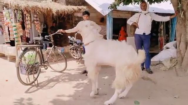 Mashaallah top quality Hansa male 2 dant height 35 weight 60 kg for sale #7078627966 смотреть онлайн