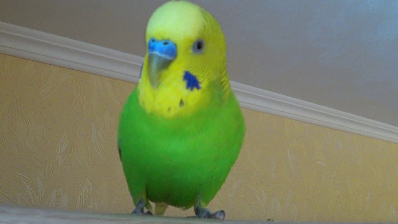 САМОЕ ВЕСЕЛОЕ ПЕНИЕ ВОЛНИСТОГО ПОПУГАЯ ТОШИ ▶️ КРАСИВОЕ ПЕНИЕ ПОПУГАЯ ▶️ зеленый попугайчик TV смотреть онлайн