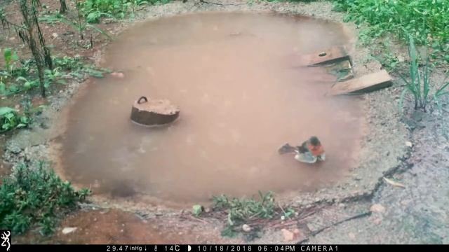 Erithacus rubecula bath raining Зарянка смотреть онлайн