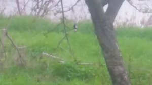 VID_20250404_113416.mp4