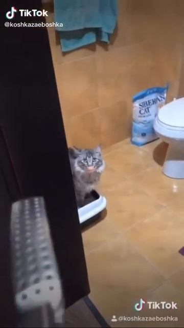Я сру смотреть онлайн