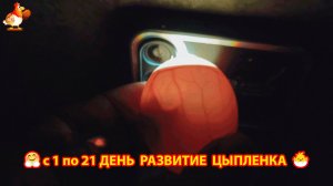 Как меняется цыпленок в яйце по дням и как растет с каждым днем 🥚🐣❣️