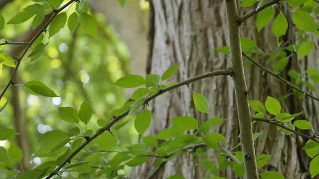 Maclura pomifera - Osage Orange, Boxwood смотреть онлайн