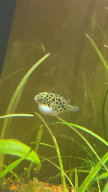 Inflated puffer🐡/ stuffed смотреть онлайн