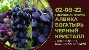 Виноград - Алвика - Богатырь - Черный кристалл