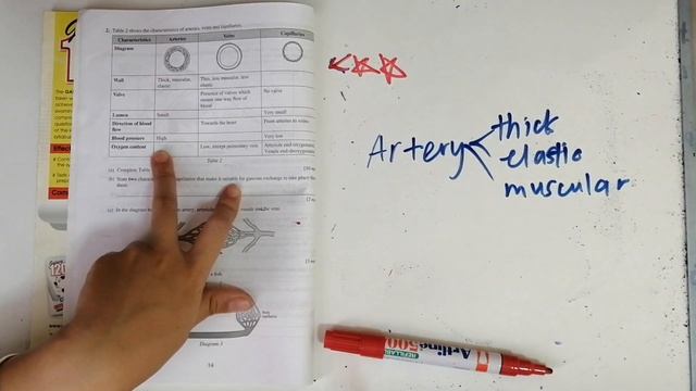 SPM KSSM BIOLOGY STRUCTURED QUESTIONS (ARTERIES, VEINS, CAPILLARIES) | victoriactual смотреть онлайн