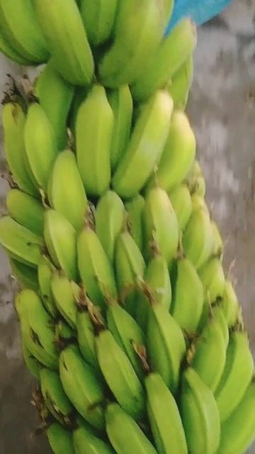 lots of bananas #viral #trending #ytshorts #like #trendingshorts #viralshort #subscribe #nature смотреть онлайн