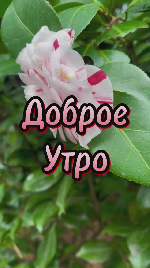 Доброе утро!