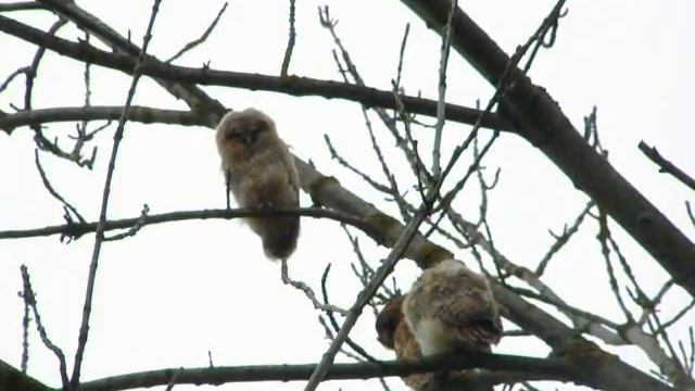 Dark Garden's Owls смотреть онлайн