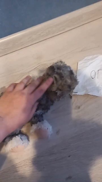 кот испугался огурца и сдох смотреть онлайн