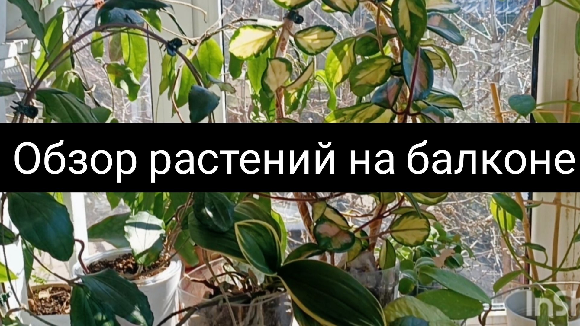 обзор растений на балконе смотреть онлайн