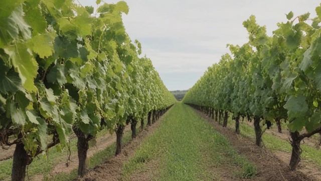 Виноград Юпитер характеристика и описание сорта - Ягоды