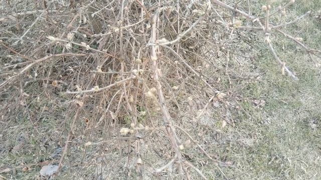 Цветы и зелёные почки на кустарниках смотреть онлайн