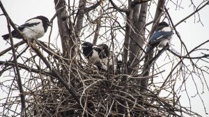 Сороки: вредные птицы или полезные?