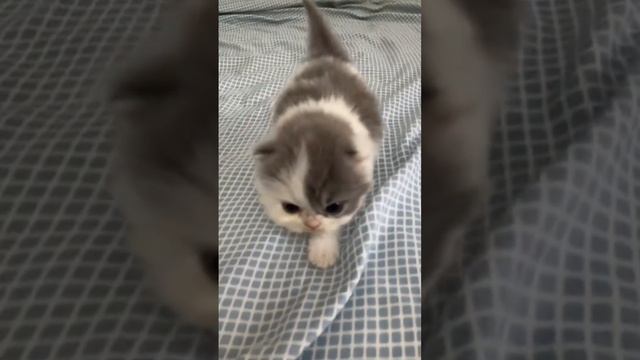 котенки смотреть онлайн