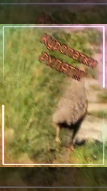 Куропатка куропатится смотреть онлайн