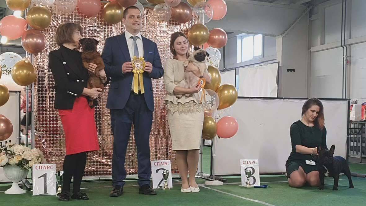 29.03.2025, СПб. Клуб "Северная Пальмира" (РКФ, РФСС). Выставка собак САС 9 группы FCI смотреть онлайн