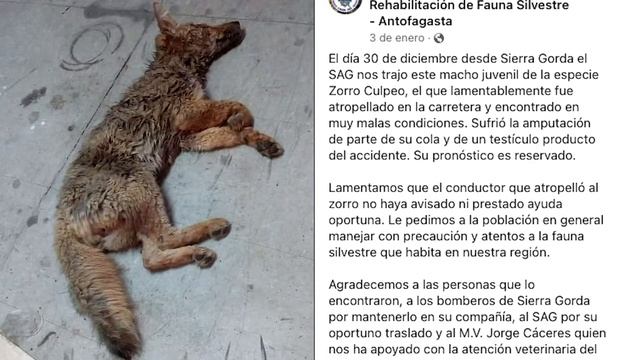 Capítulo 4: Carlos Guerra: Flora Fauna y Educación Ambiental смотреть онлайн