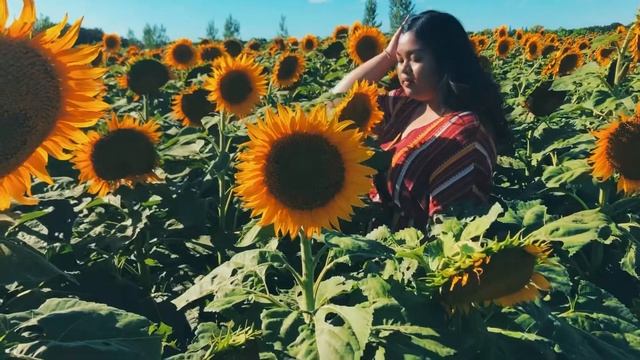 Sunflower Day Dreams смотреть онлайн