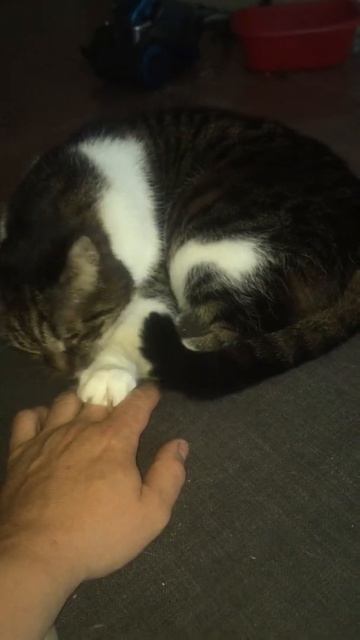 Не дали котику поспать 😬 смотреть онлайн