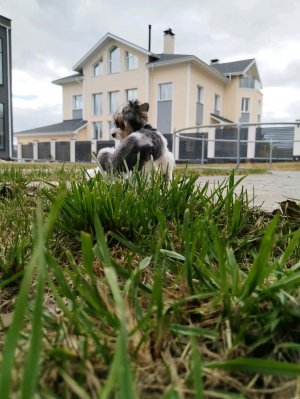 Трансляция😋🐶