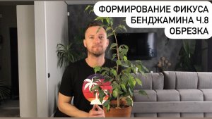 Формирование Фикуса Бенджамина Ч.8 Весенняя обрезка