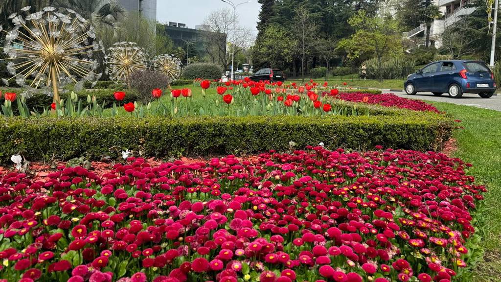 Сочи цветущий город