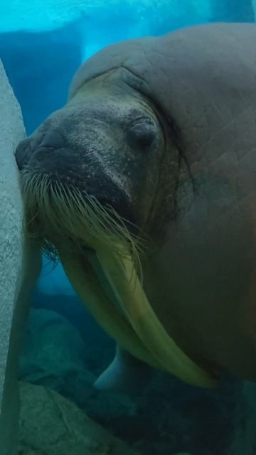 How does a walrus sleep #animal #animals #animalsounds #nature #naturesounds #wildlife #soothing смотреть онлайн