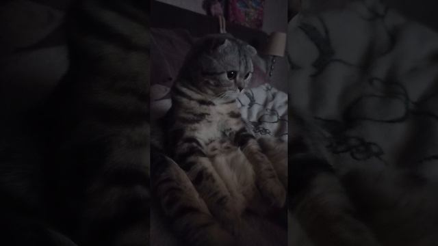 Биатрисина😼